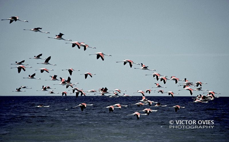 Flamingos en Puerto Madryn